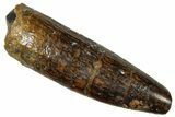Fossil Sauropod Dinosaur (Titanosaur) Tooth - Morocco #297368-1